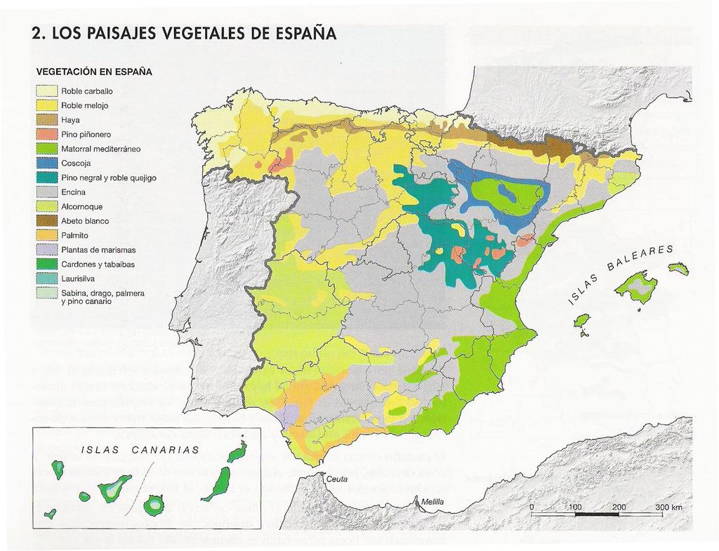 Formaciones vegetales de la España peninsular e insular EL PAISAJE VEGETAL DE CLIMA OCEÁNICO (I) Corresponde a la región floral