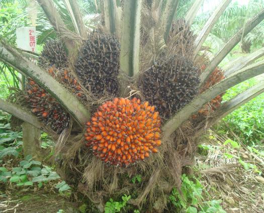 Figura 8. Dendograma UPGMA de la diversidad de 40 plantas de palma oleífera Taisha, con nueve marcadores SSRs.