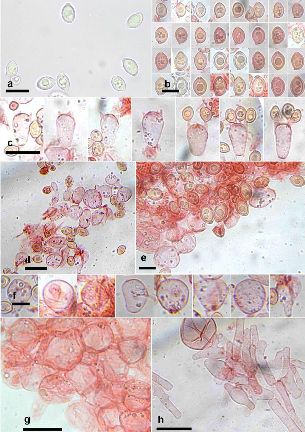 FIGURA 2. Caracteres microscópicos. a, b. Esporas. c. Basidios. d, e, f. Pseudoparáfisis. g. Pileipellis, elementos terminales. h. Hifas pileipellis.
