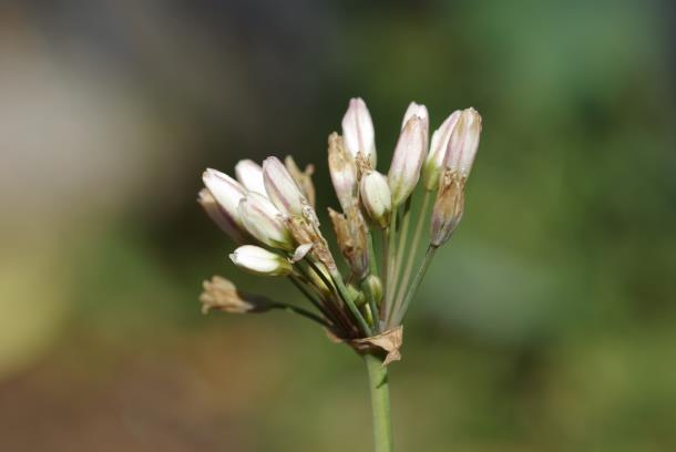 ex Aiton Allium fragrans Vent. Nothoscordum fragrans (Vent.