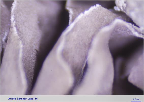 Hebeloma sinapizans (Paulet) Gillet se separa por ser más robusto, con píleo más oscuro y por una lengüeta cónica presente en la parte superior del estípite al corte (BREITENBACH &