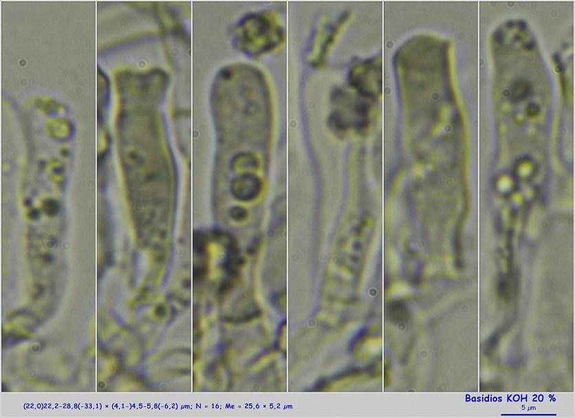 Descripción microscópica: Basidios cilíndrico claviformes, tetraspóricos, sin fíbula basal, de (22,0)22,2-28,8(-33,1) (4,1-)4,5-5,8(-6,2) µm; N