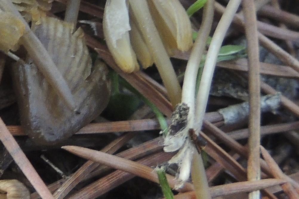Observaciones Se distingue por su intenso olor a cloro y crecimiento sobre suelo, no sobre acículas ni otros restos vegetales. Mycena silvae-nigrae Maas Geest.