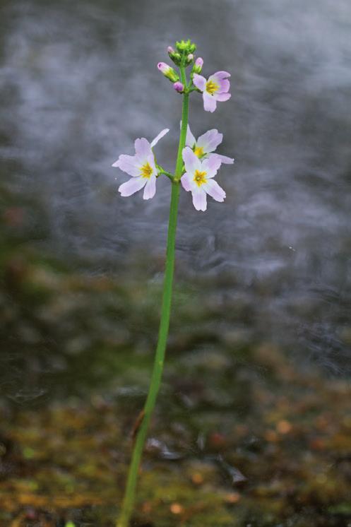 SOLEDAD Water Violet Hottonia palustris Para personas que se muestran orgullosas y distantes. Para estados de aislamiento y soledad.
