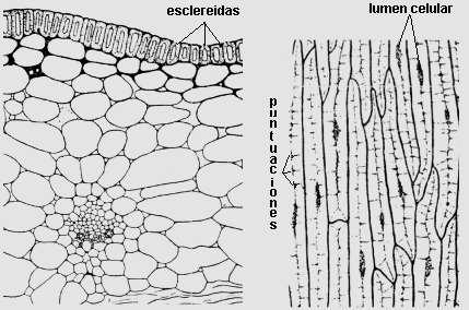 En las hojas de algunas monocotiledóneas, la epidermis está formada por