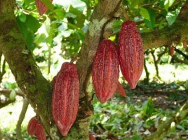 cacao Gerencia de Inteligencia De Mercados Balanza comercial El Salvador de