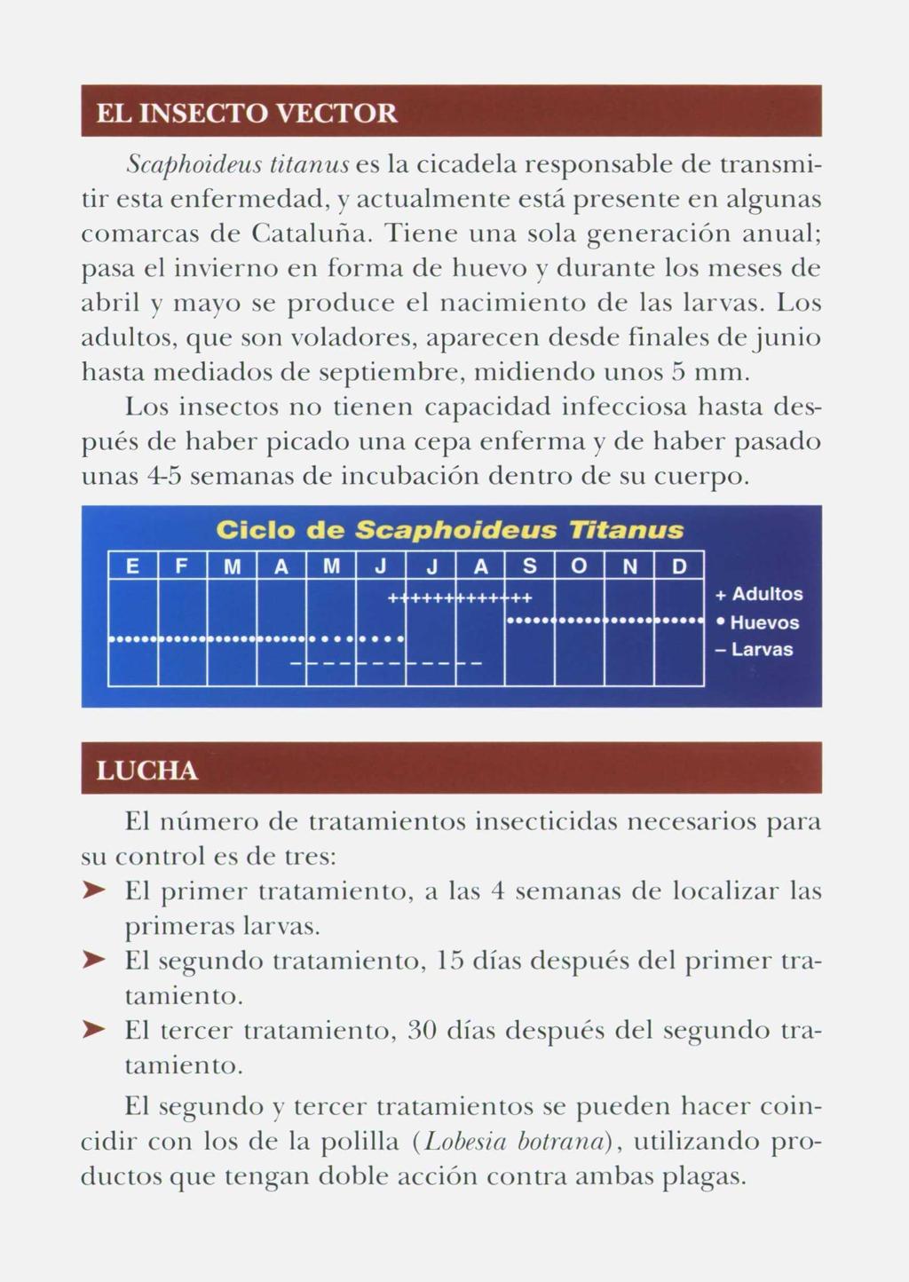EL INSECTO VECTOR Scaphoideus titanus es la cicadela responsable de transmitir esta enfermedad, y actualmente está presente en algunas comarcas de Cataluña.