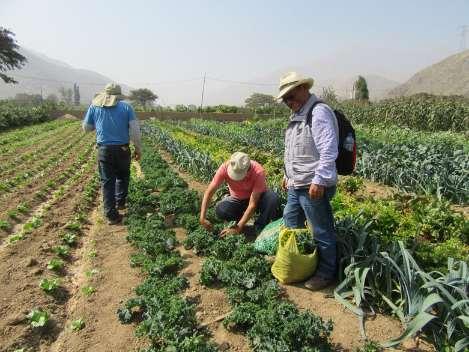 Realidad y perspectivas de la producción agroecológica en la región Lima Luis Gomero Osorio Presidente de la Asociación de