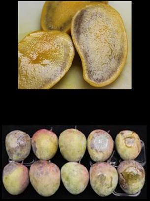 Ablandamiento de mangos Keitt (TAC) cosechados