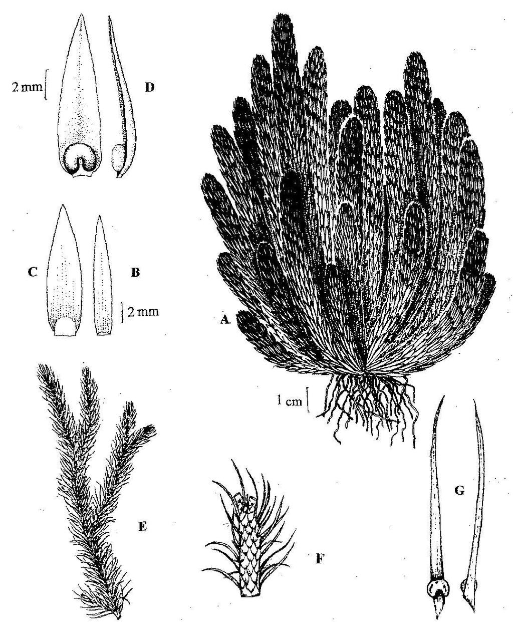 O. G. Martínez - Lycopodiaceae 5 Lám. 1: Huperzia saururus. A, aspecto de la planta; B, trofofilo basal inferior; C, trofofilo superior; D, esporofilo con esporangio, vista dorsal y lateral.