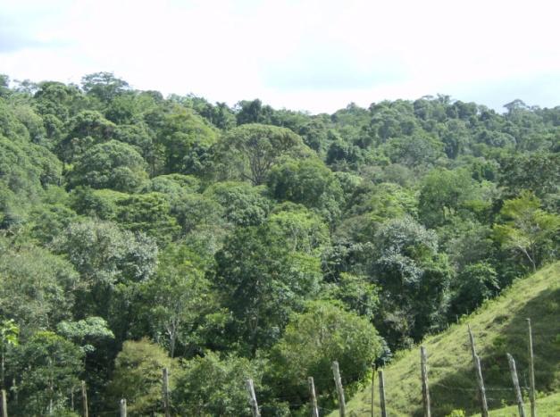Identificar las áreas de bosque de pequeños productores, con potencial para ser incorporadas a sistemas de manejo forestal