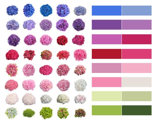 El color de cada una puede variar según la acidez de la tierra donde está plantada, por eso cada flor es única.