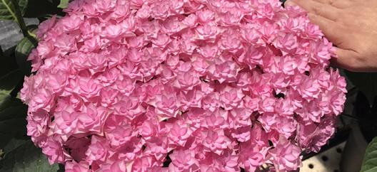 LUXOR Es una bella flor delicada con múltiples sépalos y de un color rosado fuerte.
