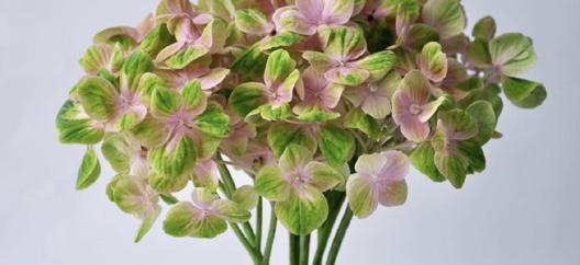 CORAL Una flor increíble! Tonos verdes suaves, rosados y pinceladas de blanco.
