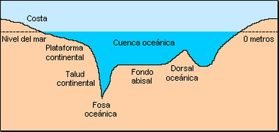 Cuencas oceánicas: son extensas superficies que suponen el 80% de los fondos marinos.