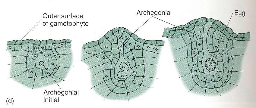 Formados cerca de la región de crecimiento del talo Las células de la pared del arquegonio forman