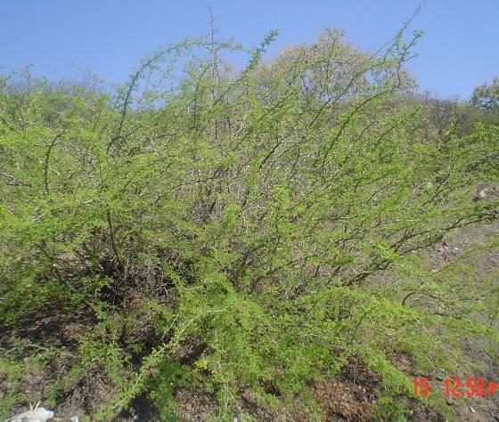 Nombre científico Nombre común Ficus cotinifolia Tezcalama, amate