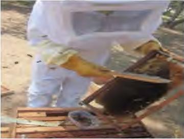 UCV-HACER, 2016, 5(1), ISSN: 2305-8552 / 2414-8695 La evaluación se realizó en 15 colmenas del apiario seleccionadas aleatoriamente.
