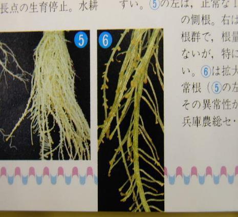 Deficiencia de Boro efectos en la raíz Los pelos de la raíz también detienen el desarrollo! Boro solamente se absorbe por medio del los pelos de raíz.