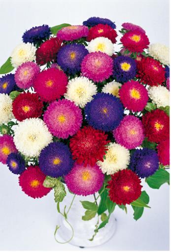 BONITA SERIES Características de la variedad: Flor preciosa de tipo Pompon Flor de tamaño 5 cm. Tolerancía de Fusarium similar a la serie Matsumoto.