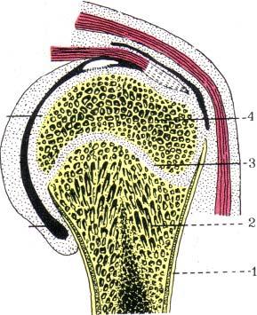 En los huesos largos la diáfisis está constituida por tejido compacto por fuera del conducto medular y las epífisis por tejidos esponjosos y rodeados por una delgada lámina de tejido compacto.