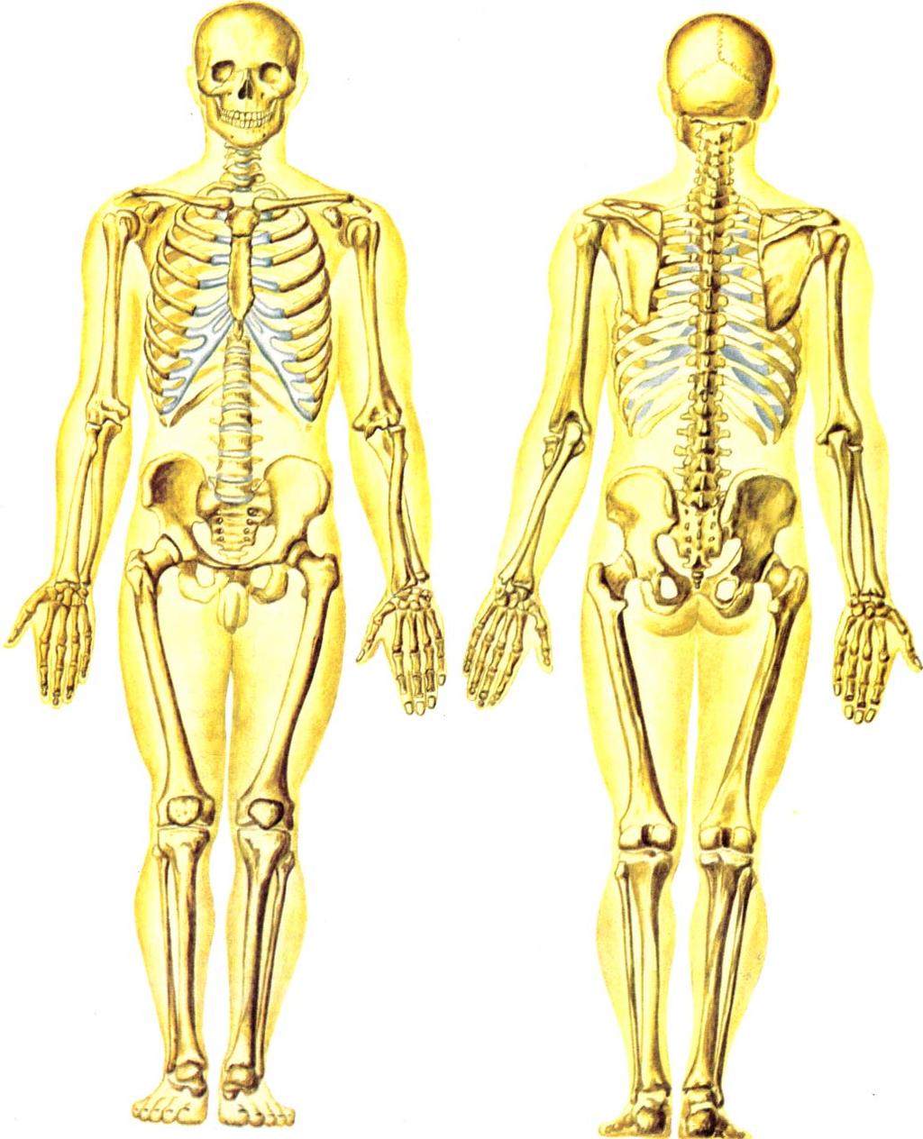 El sistema esquelético del hombre está compuesto principalmente por órganos llamados huesos y por componentes menores, de cartílago.