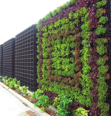 Al igual que la vegetación en las cubiertas, la vegetación vertical es una manera perfecta de adaptar la naturaleza a las zonas urbanas.