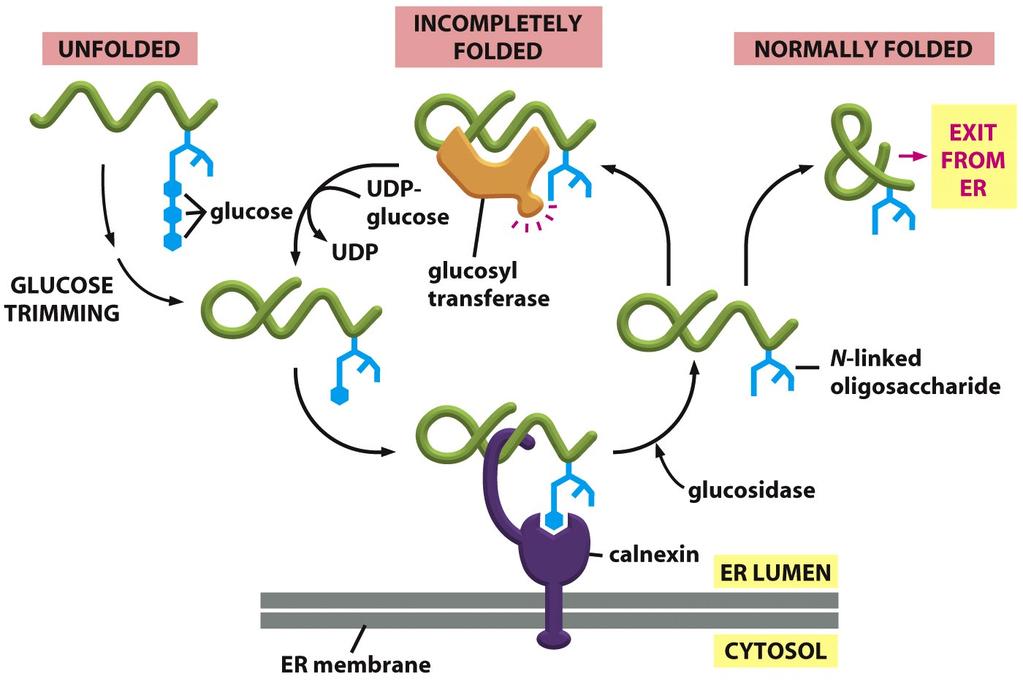 Primera importancia de la Glicosilación: Control de Calidad Figure 12-53 Molecular Biology of the Cell ( Garland Science 2008) No todos los dominios de las proteínas adquieren su estructura correcta