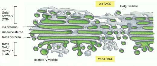 Células vegetales: apilamientos normalmente dispersos en el citoplasma.