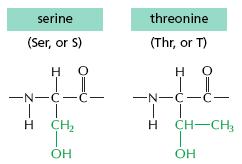 O-glicosilación Generalmente serina y treonina unen directamente N- acetilgalactosamina a la que se pueden agregar otros azúcares, de uno a la vez, y son catalizada por diferentes