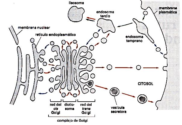 Ruta Biosintética secretora: proteínas van desde RE a membrana plasmática, o mediante endosomas tardíos a los lisosomas.