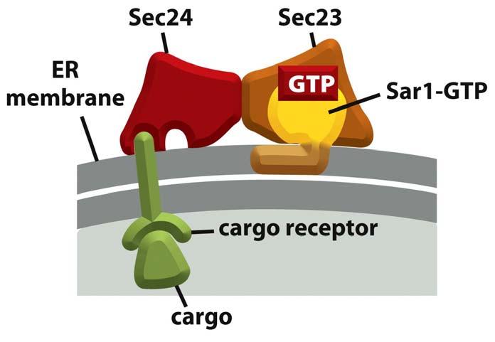 Sar-GTP: se une a membrana y