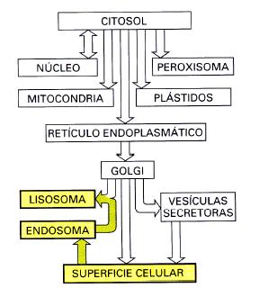Transporte desde la membrana Plasmática vía v a Endosomas: Endocitosis Pinocitosis: fluidos y
