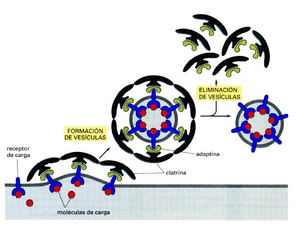 Vesículas de Transporte: Se forman en regiones revestidas de la membrana (revestidas de clatrina o coatómero). Este recubrimiento se elimina antes de la fusión con la vesícula receptora.