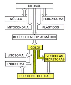 Transporte desde el Trans Golgi hacia la Superficie Celular: Exocitosis Ruta de Secreción n Constitutiva: vesículas con flujo constante. La membrana plasmática obtiene así sus proteínas y lípidos.