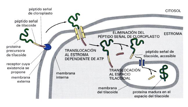 Transporte a luz del Tilacoide (Cloroplasto) Se requieren dos señales 1º Señal contiene Ser y