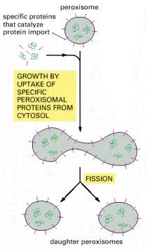 Peroxisomas En su interior presentan catalasa. Las enzimas usan el O 2 para eliminar átomos de hidrógenos de compuestos orgánicos formando el H 2 O 2.