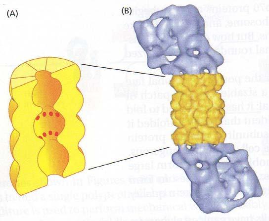 Cómo está formado? Un cilindro central formado de muchas proteasas que tienen sitios activos que se orientan hacia el interior del cilindro.