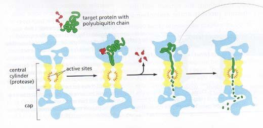 Procesividad Mantiene la proteína blanco unida a su complejo hasta que todo el