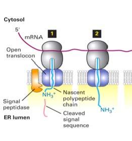 Síntesis e inserción de proteínas de membrana en el RE Clase1: poseen una secuencia señal y una secuencia hidrofóbica interna