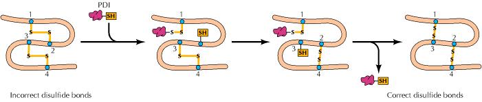 2. Formación de enlaces disulfuro. La formación de los enlaces disulfuro, S-S, entre las cadenas laterales de los residuos cisteína es un importante aspecto del plegamiento de proteínas en el RE.