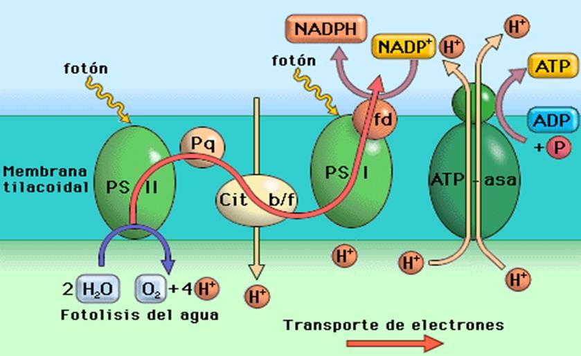 Pero para que se puedan recuperar los electrones que perdió el fotosistema P680 se produce la hidrólisis de agua (fotolisis del agua)