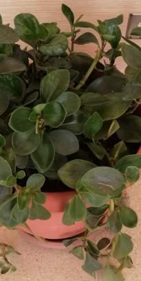 patio interno Familia: Piperaceae Especie: Peperomia obtusifolia Nombre