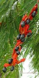 Familia: Fabaceae Especie: Cojoba arborea Nombre común: Lorito, frijolillo,