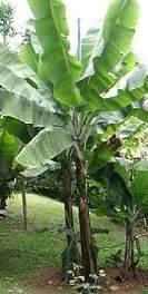Familia: Musaceae Especie: Musa paradisiaca Nombre común: Plátano, banana, guineo.