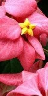 Familia: Rubiaceae Especie: Mussaenda erythrophylla Nombre común: Flor de trapo Origen: