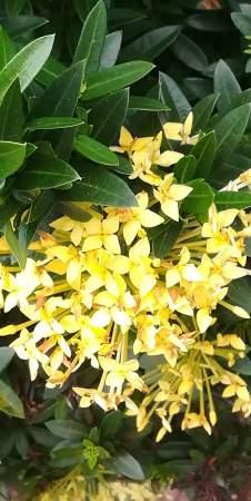 Familia: Rubiaceae Especie: Ixora coccinea Nombre común: Buque de novia.