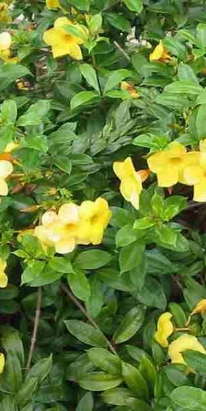 Familia: Apocynaceae Especie: Allamanda cathartica Nombre común: Jazmín de Cuba,