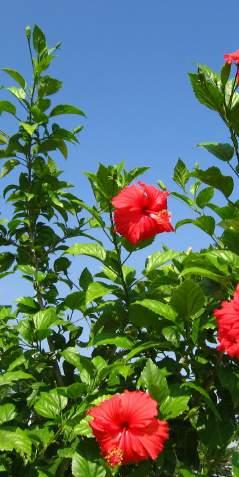 Familia: Malvaceae Especie: Hibiscus rosa-sinensis