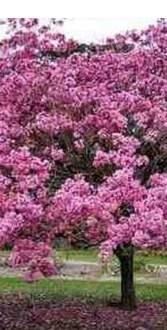 Familia: Bignoniaceae Especie: Tabebuia rosea Nombre común: Roble Origen: Zona